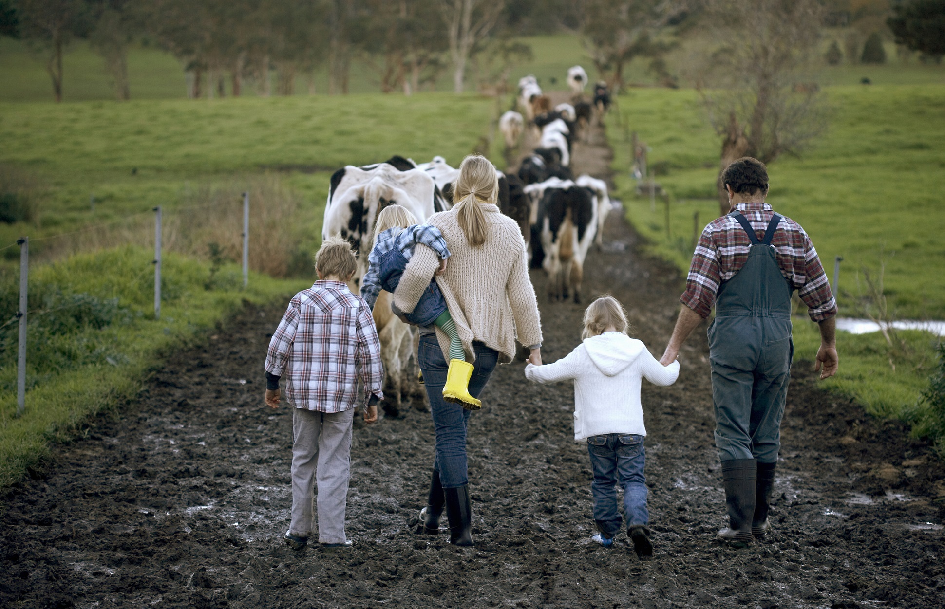 Family with three children (3-9) walking on muddy road, cows in background, rear view